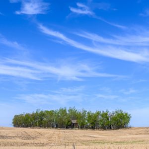 mourn in the shadow of your family tree