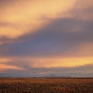 dream in colours you've never seen.