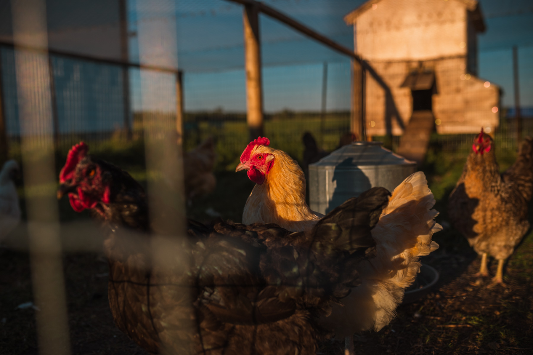 Prairie Bears Cider Company