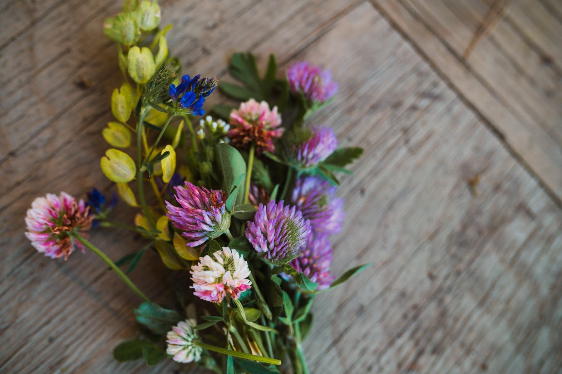 Prairie Bears Cider Company