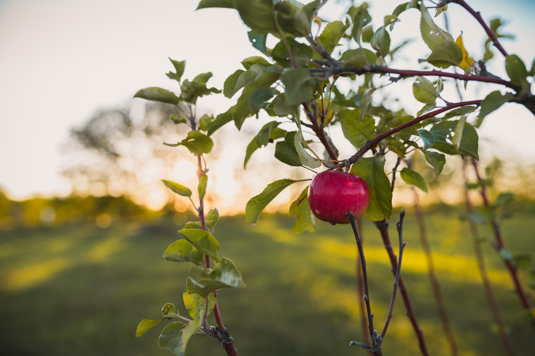 Prairie Bears Cider Company