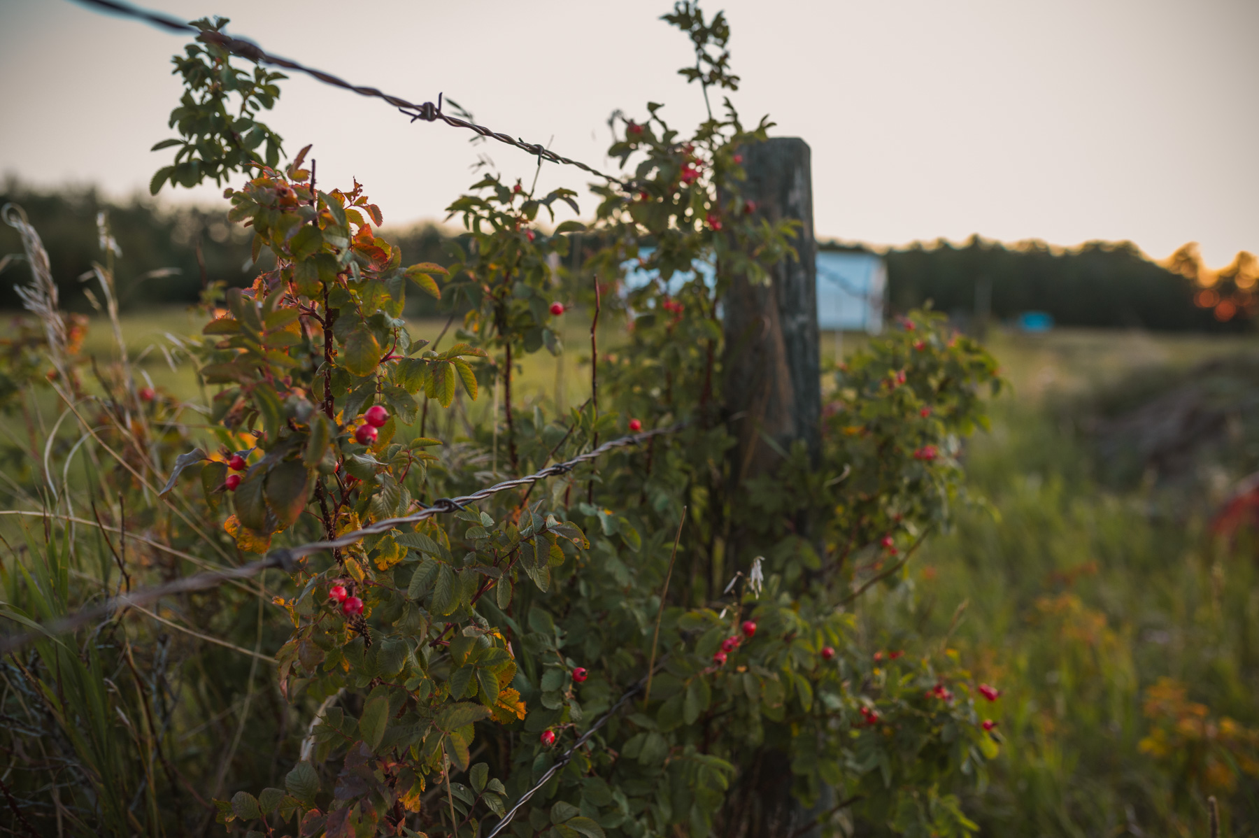Prairie Bears Cider Company