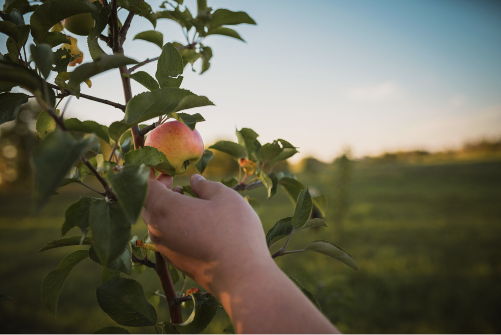 Prairie Bears Cider Company